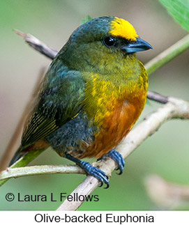 Olive-backed Euphonia - © Laura L Fellows and Exotic Birding LLC
