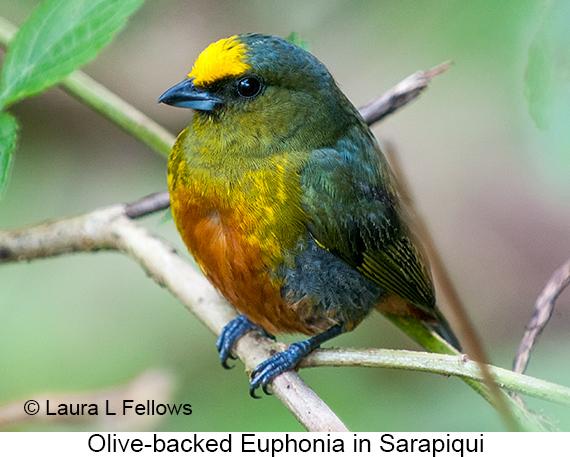Olive-backed Euphonia - © Laura L Fellows and Exotic Birding LLC