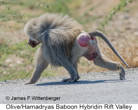 Olive-hamadryas Baboon - © James F Wittenberger and Exotic Birding LLC