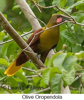 Olive Oropendola - © Laura L Fellows and Exotic Birding LLC