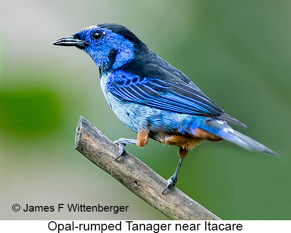 Opal-rumped Tanager - © James F Wittenberger and Exotic Birding LLC