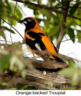 Orange-backed Troupial - &copy; Laura L Fellows and Exotic Birding Tours