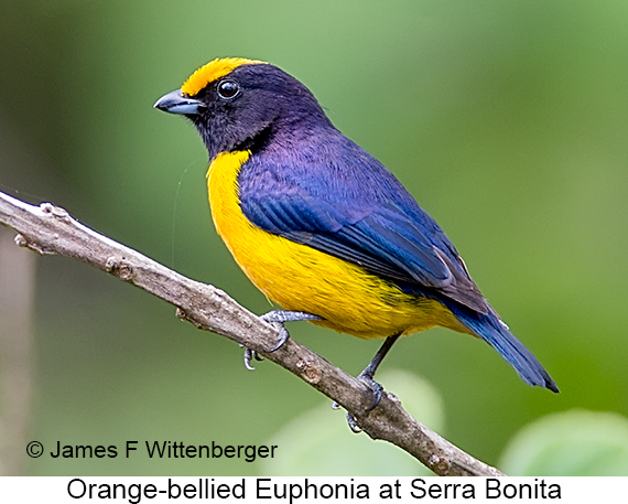Orange-bellied Euphonia - © James F Wittenberger and Exotic Birding LLC
