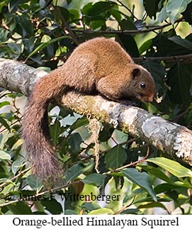 Orange-bellied Himalayan Squirrel - © James F Wittenberger and Exotic Birding LLC