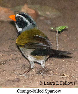 Orange-billed Sparrow - © Laura L Fellows and Exotic Birding LLC