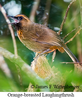 Orange-breasted Laughingthrush - © James F Wittenberger and Exotic Birding LLC