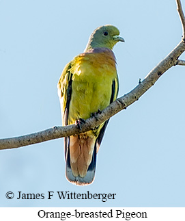 Orange-breasted Pigeon - © James F Wittenberger and Exotic Birding LLC