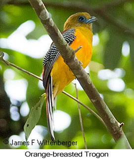Orange-breasted Trogon - © James F Wittenberger and Exotic Birding LLC