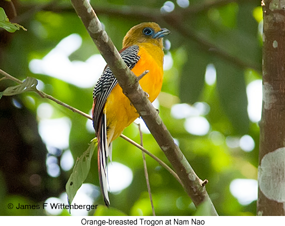 Orange-breasted Trogon - © James F Wittenberger and Exotic Birding LLC