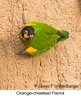 Orange-cheeked Parrot - © James F Wittenberger and Exotic Birding LLC