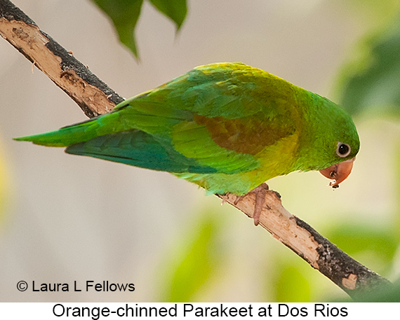 Orange-chinned Parakeet - © James F Wittenberger and Exotic Birding LLC