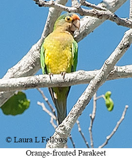 Orange-fronted Parakeet - © Laura L Fellows and Exotic Birding LLC