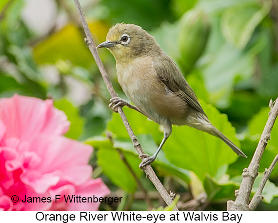 Orange River White-eye - © James F Wittenberger and Exotic Birding LLC
