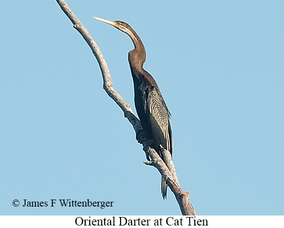 Oriental Darter - © James F Wittenberger and Exotic Birding LLC