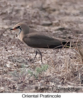 Oriental Pratincole - © James F Wittenberger and Exotic Birding LLC