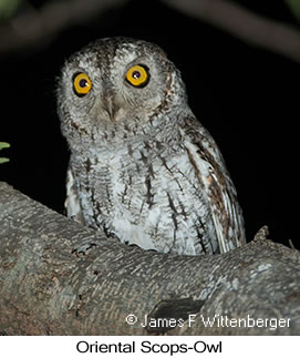 Oriental Scops-Owl - © James F Wittenberger and Exotic Birding LLC