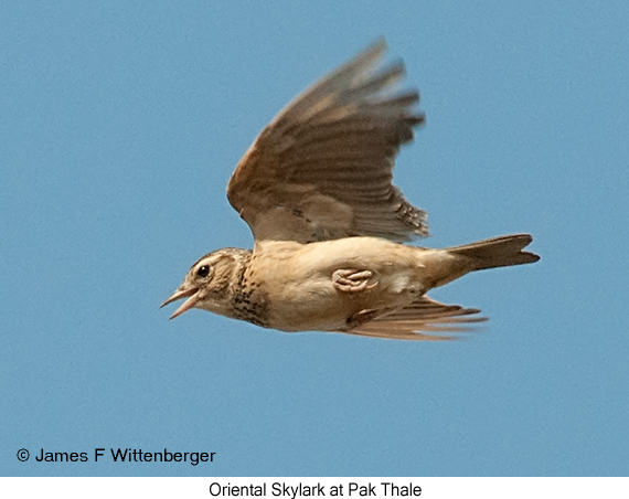 Oriental Skylark - © James F Wittenberger and Exotic Birding LLC