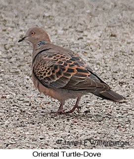 Oriental Turtle-Dove - © James F Wittenberger and Exotic Birding LLC