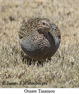Ornate Tinamou - © James F Wittenberger and Exotic Birding LLC