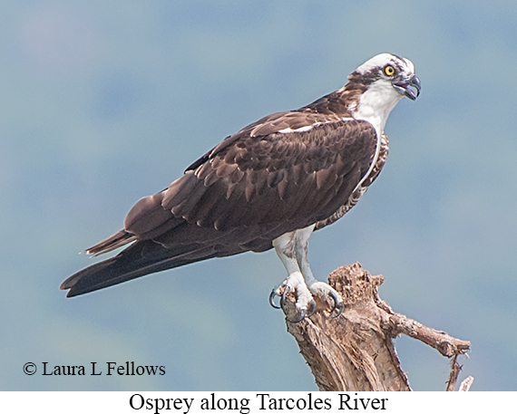Osprey - © James F Wittenberger and Exotic Birding LLC