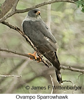 Ovambo Sparrowhawk - © James F Wittenberger and Exotic Birding LLC