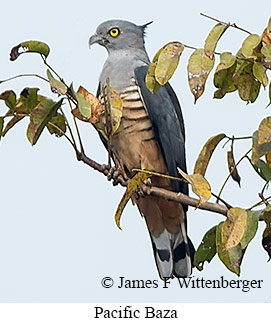 Pacific Baza - © James F Wittenberger and Exotic Birding LLC