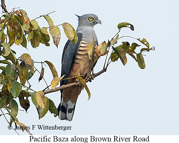 Pacific Baza - © James F Wittenberger and Exotic Birding LLC