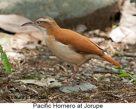 Pacific Hornero - © Laura L Fellows and Exotic Birding LLC