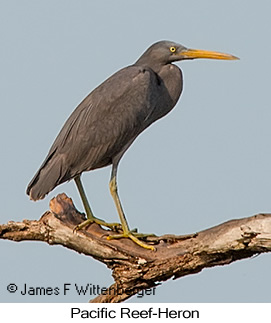 Pacific Reef-Heron - © James F Wittenberger and Exotic Birding LLC