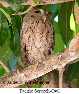 Pacific Screech-Owl - © James F Wittenberger and Exotic Birding LLC