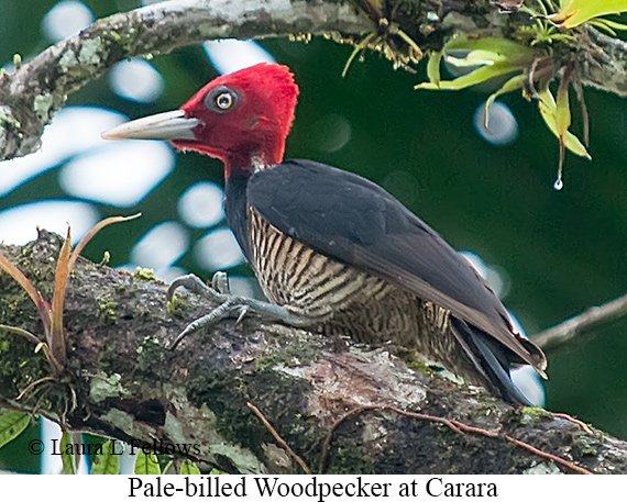 Pale-billed Woodpecker - © Laura L Fellows and Exotic Birding LLC