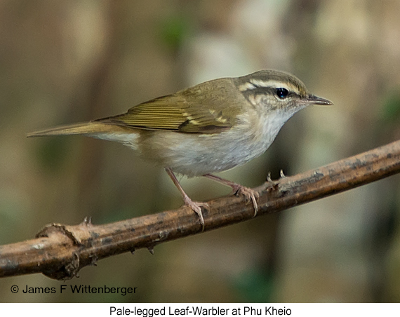 Pale-legged Leaf Warbler - © James F Wittenberger and Exotic Birding LLC