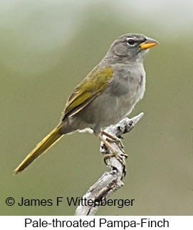 Pale-throated Pampa-Finch - © James F Wittenberger and Exotic Birding LLC