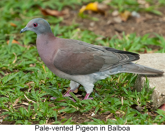 Pale-vented Pigeon - © James F Wittenberger and Exotic Birding LLC