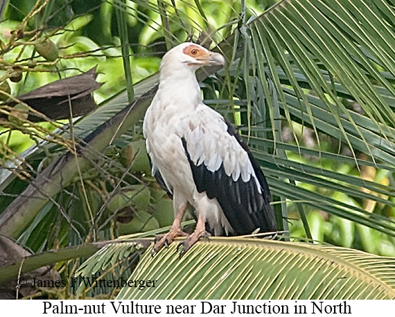 Palm-nut Vulture - © James F Wittenberger and Exotic Birding LLC