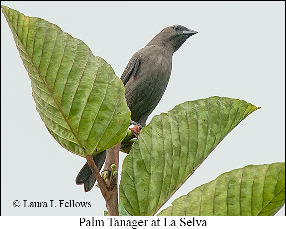 Palm Tanager - © Laura L Fellows and Exotic Birding LLC