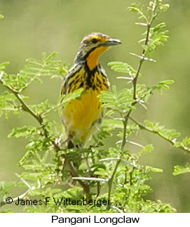 Pangani Longclaw - © James F Wittenberger and Exotic Birding LLC