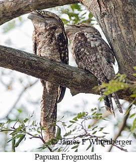 Papuan Frogmouth - © James F Wittenberger and Exotic Birding LLC