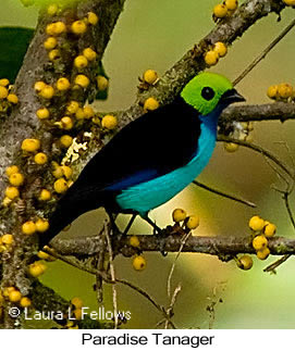 Paradise Tanager - © Laura L Fellows and Exotic Birding LLC