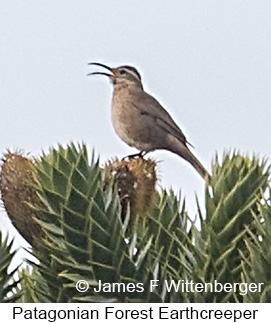 Patagonian Forest Earthcreeper - © James F Wittenberger and Exotic Birding LLC