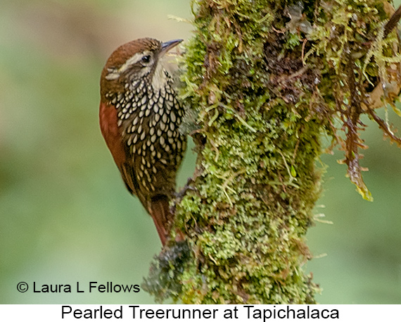 Pearled Treerunner - © Laura L Fellows and Exotic Birding LLC