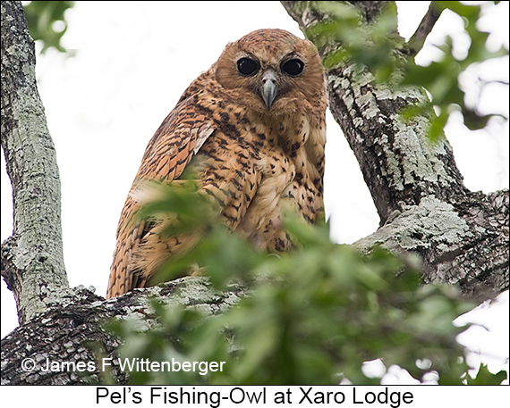Pel's Fishing-Owl - © James F Wittenberger and Exotic Birding LLC
