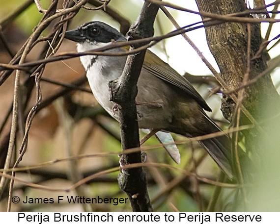 Perija Brushfinch - © James F Wittenberger and Exotic Birding LLC