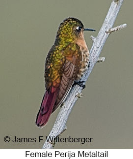 Perija Metaltail - © James F Wittenberger and Exotic Birding LLC