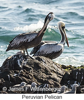 Peruvian Pelican - © James F Wittenberger and Exotic Birding LLC