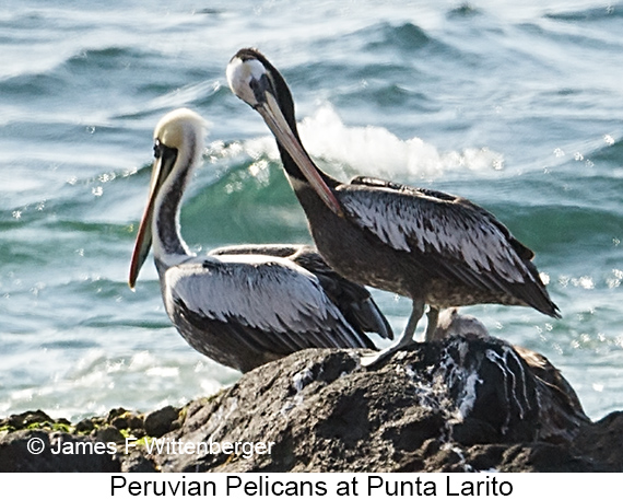 Peruvian Pelican - © James F Wittenberger and Exotic Birding LLC