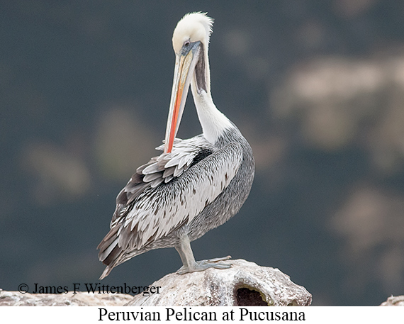 Peruvian Pelican - © James F Wittenberger and Exotic Birding LLC