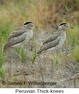 Peruvian Thick-knee - © James F Wittenberger and Exotic Birding LLC