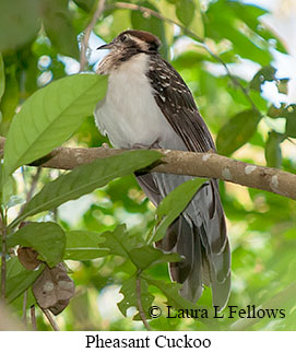 Pheasant Cuckoo - © Laura L Fellows and Exotic Birding LLC