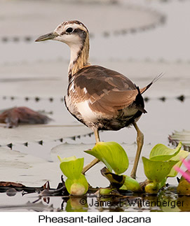 Pheasant-tailed Jacana - © James F Wittenberger and Exotic Birding LLC